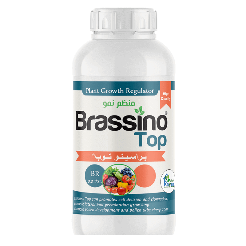 براسينو توب براسينو توب