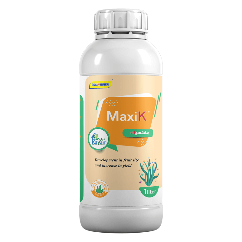 ماكسي كي كيان ماكسيك - الصورة 1