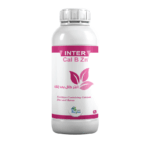 انتر كال بى زنك