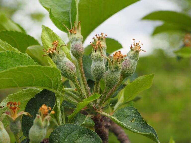 Growth regulators