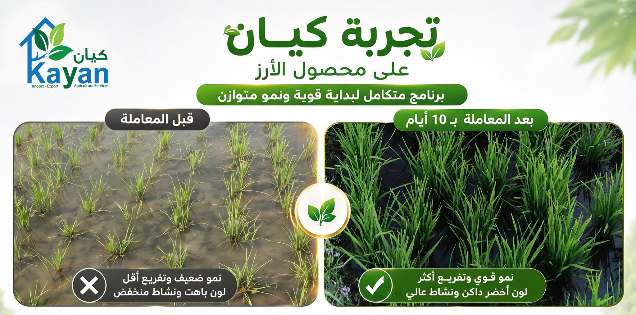 Kayan Field Trial on Rice Crop