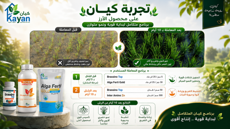 Kayan Field Trial on Rice Crop
