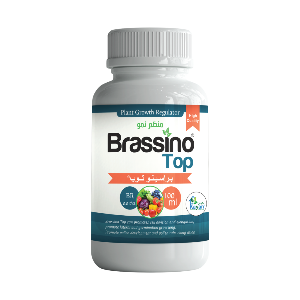 Brassino Top®