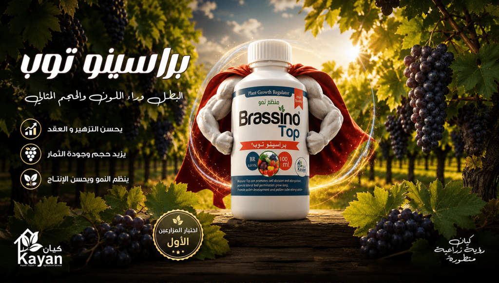 Barassino Top